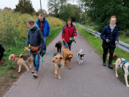 hundetrainer mannheim Lenzis mobile Hundeschule mit Herz