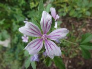 Wilde Malve (Malva sylvestris)