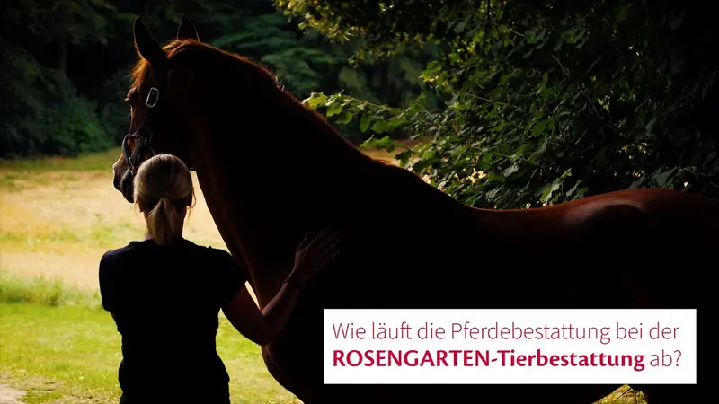 Wie läuft die Pferdebestattung bei der ROSENGARTEN-Tierbestattung ab?