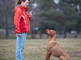 hundetrainer mannheim Lenzis mobile Hundeschule mit Herz