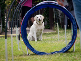 hundetrainer mannheim Lenzis mobile Hundeschule mit Herz