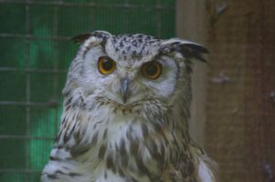 falknerei kurse mannheim Vogelpark Karlstern Mannheim