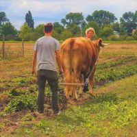 plattformen mannheim Mikro Landwirtschaft Niederbrücklplatz