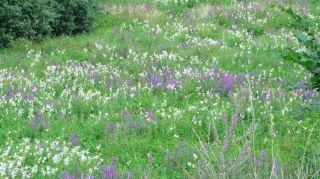 krauterkenner mannheim Kräuter- und Naturwanderungen Markus Schrade