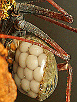 laden fur exotische tiere mannheim Zoohaus W&S