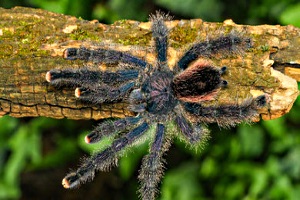 laden fur exotische tiere mannheim Zoohaus W&S